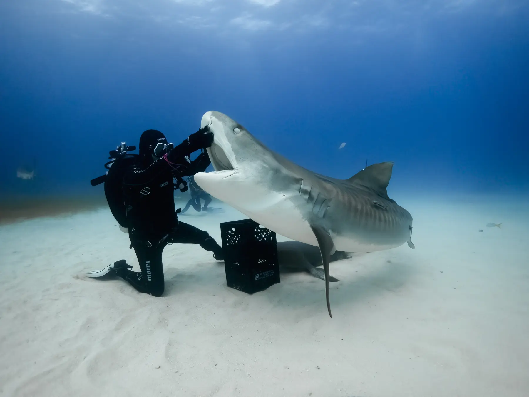 Karlos Simón filmando a un tiburón tigre sobre la arena