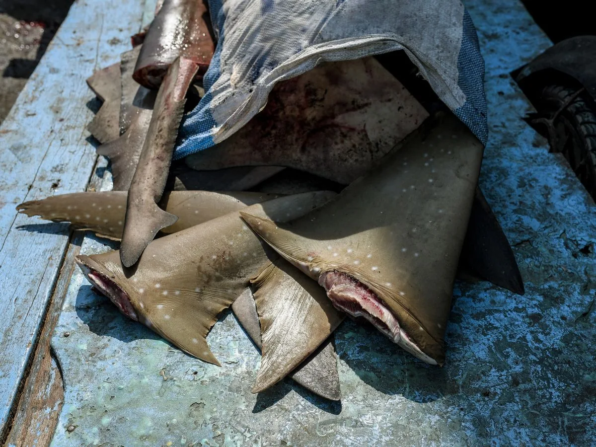 Aletas de tiburón amontonadas sobre un muelle de madera